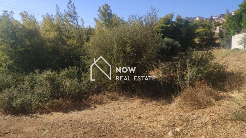 תוצאות נדל״ן באתונה נכסים להשקעה ביוון לישראלים